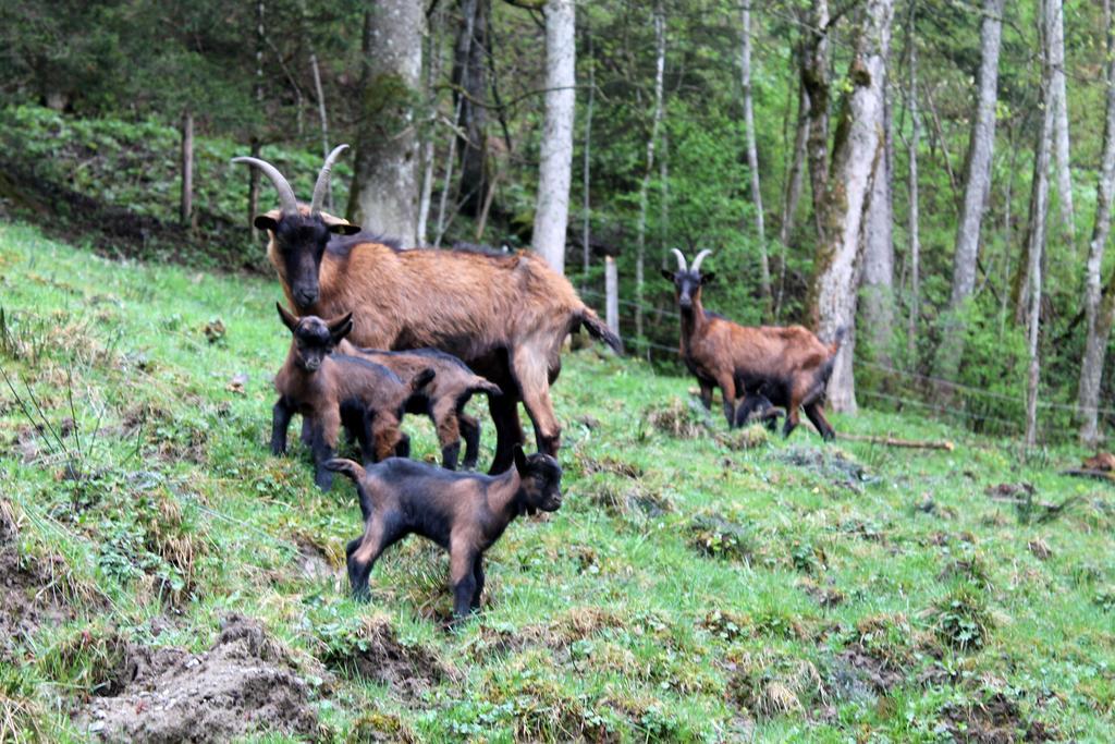 Oberdeutinghof Apartman Saalfelden am Steinernen Meer Kültér fotó