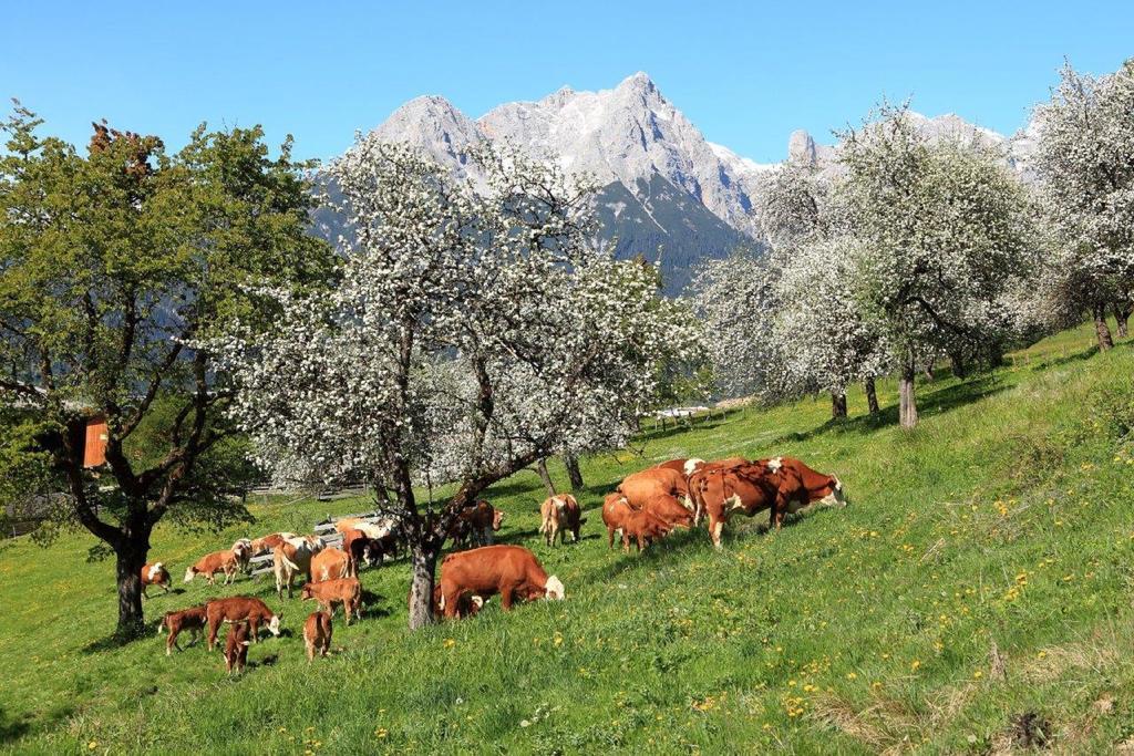 Oberdeutinghof Apartman Saalfelden am Steinernen Meer Kültér fotó